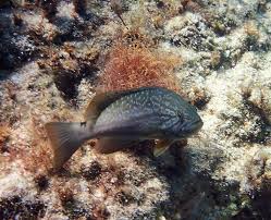 Image result for Mycteroperca rubra