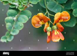 Image result for Colutea x media (arborescens x orientalis)