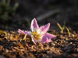 Attēlu rezultāti vaicājumam “Erythronium sibiricum”