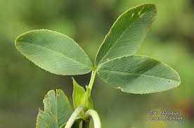 Attēlu rezultāti vaicājumam “Trifolium spadiceum”