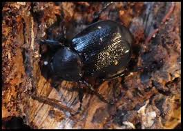 Attēlu rezultāti vaicājumam “Gnorimus variabilis”