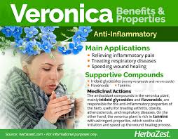 Attēlu rezultāti vaicājumam “Veronica officinalis fruit”