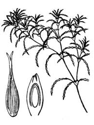 Attēlu rezultāti vaicājumam “Najas minor leaf”