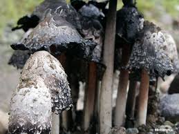 Image result for coprinus