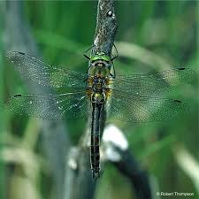 Attēlu rezultāti vaicājumam “Cordulia aenea”