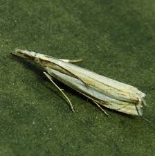 Attēlu rezultāti vaicājumam “Crambus silvella”