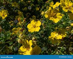 Attēlu rezultāti vaicājumam “Pentaphylloides fruticosa”