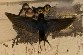 Attēlu rezultāti vaicājumam “Hirundo rustica nest”