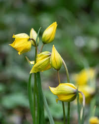Attēlu rezultāti vaicājumam “Tulipa sylvestris bud”