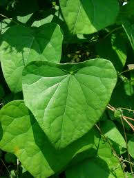 Attēlu rezultāti vaicājumam “Menispermum dauricum leaf”
