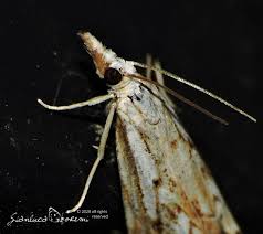 Attēlu rezultāti vaicājumam “Catoptria fulgidella”