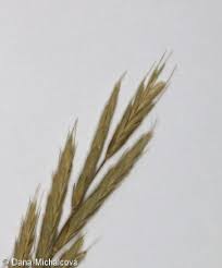 Attēlu rezultāti vaicājumam “Brachypodium pinnatum”