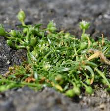 Attēlu rezultāti vaicājumam “Sagina procumbens fruit”