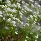 Attēlu rezultāti vaicājumam “Saxifraga granulata leaf”