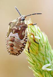 Attēlu rezultāti vaicājumam “Carpocoris sp.”