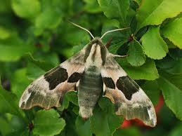 Attēlu rezultāti vaicājumam “Mimas tiliae”