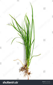 Image result for Schnittlauch