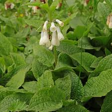 Attēlu rezultāti vaicājumam “Symphytum grandiflorum flower”