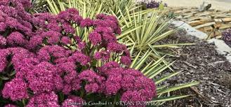 Attēlu rezultāti vaicājumam “Sedum pallidum bud”