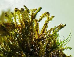 Attēlu rezultāti vaicājumam “Chiloscyphus polyanthos”