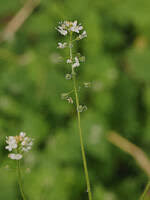 Attēlu rezultāti vaicājumam “Circaea alpina leaf”