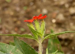 Attēlu rezultāti vaicājumam “Silene chalcedonica fruit”
