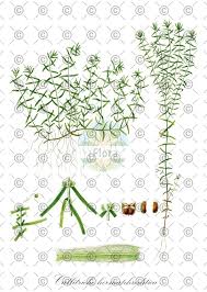 Attēlu rezultāti vaicājumam “Callitriche hermaphroditica leaf”