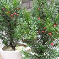 Attēlu rezultāti vaicājumam “Taxus wallichiana”