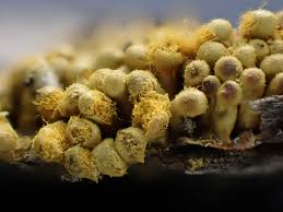 Attēlu rezultāti vaicājumam “Trichia contorta spores”