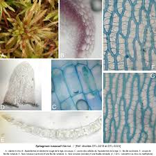 Attēlu rezultāti vaicājumam “Sphagnum russowii”