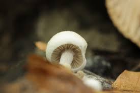 Attēlu rezultāti vaicājumam “Asterophora lycoperdoides”