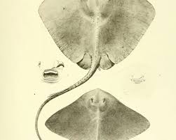 Image result for Bathytoshia centroura