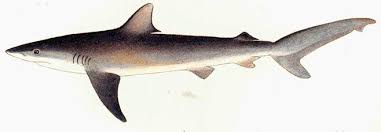 Image result for Carcharhinus obscurus
