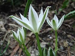 Attēlu rezultāti vaicājumam “Ornithogalum umbellatum”