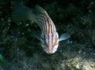 Image result for Epinephelus costae