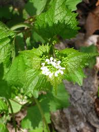 Attēlu rezultāti vaicājumam “Alliaria petiolata”