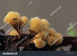 Attēlu rezultāti vaicājumam “Hemitrichia clavata stalked”