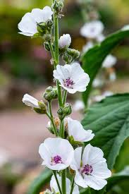 Image result for Althaea officinalis