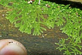 Attēlu rezultāti vaicājumam “Chiloscyphus”