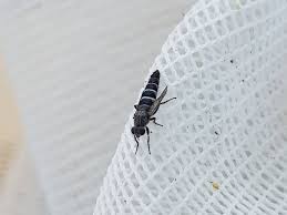 Attēlu rezultāti vaicājumam “Therevidae”