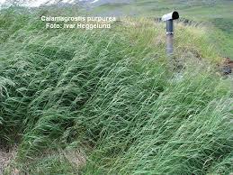 Attēlu rezultāti vaicājumam “Calamagrostis purpurea”