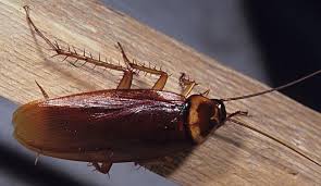 Image result for periplaneta americana