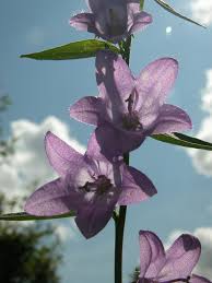 Attēlu rezultāti vaicājumam “Campanula rapunculoides”