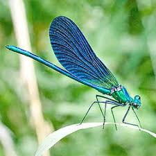 Attēlu rezultāti vaicājumam “Calopteryx virgo”