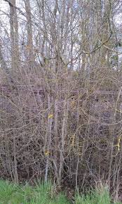 Attēlu rezultāti vaicājumam “Crataegus douglasii”