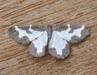 Attēlu rezultāti vaicājumam “Lomaspilis marginata”