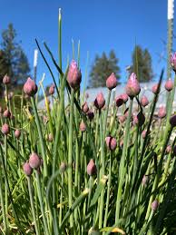 Attēlu rezultāti vaicājumam “Allium schoenoprasum flower”