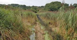 Attēlu rezultāti vaicājumam “Hygroamblystegium humile”