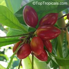 Attēlu rezultāti vaicājumam “Galium schultesii fruit”