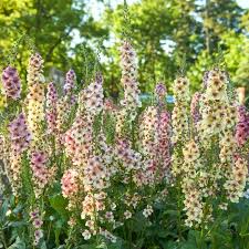 Attēlu rezultāti vaicājumam “Verbascum”